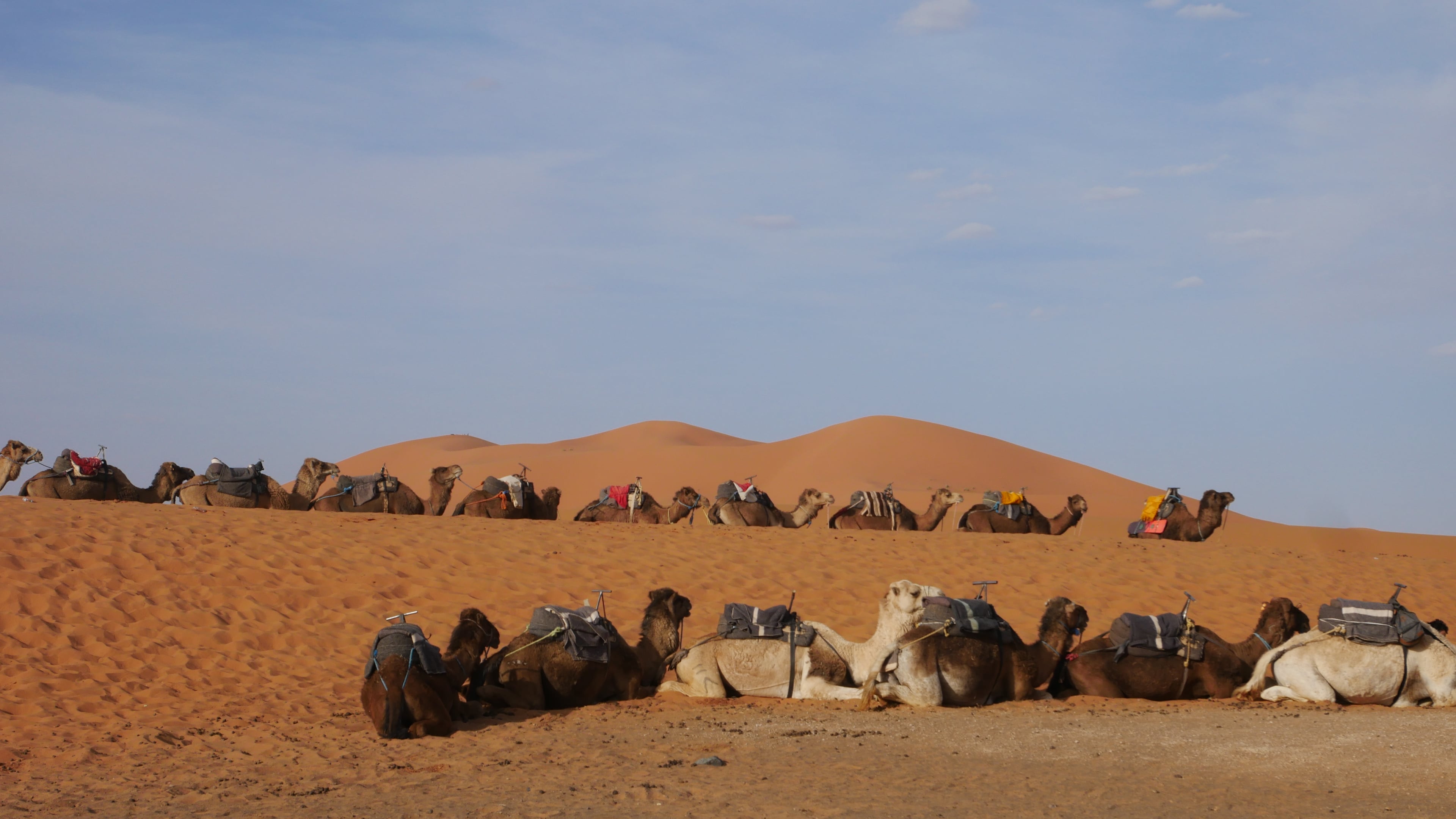 Two rows of saddled camels resting on the sand at the edge of the dunes, with larger dunes rising behind them