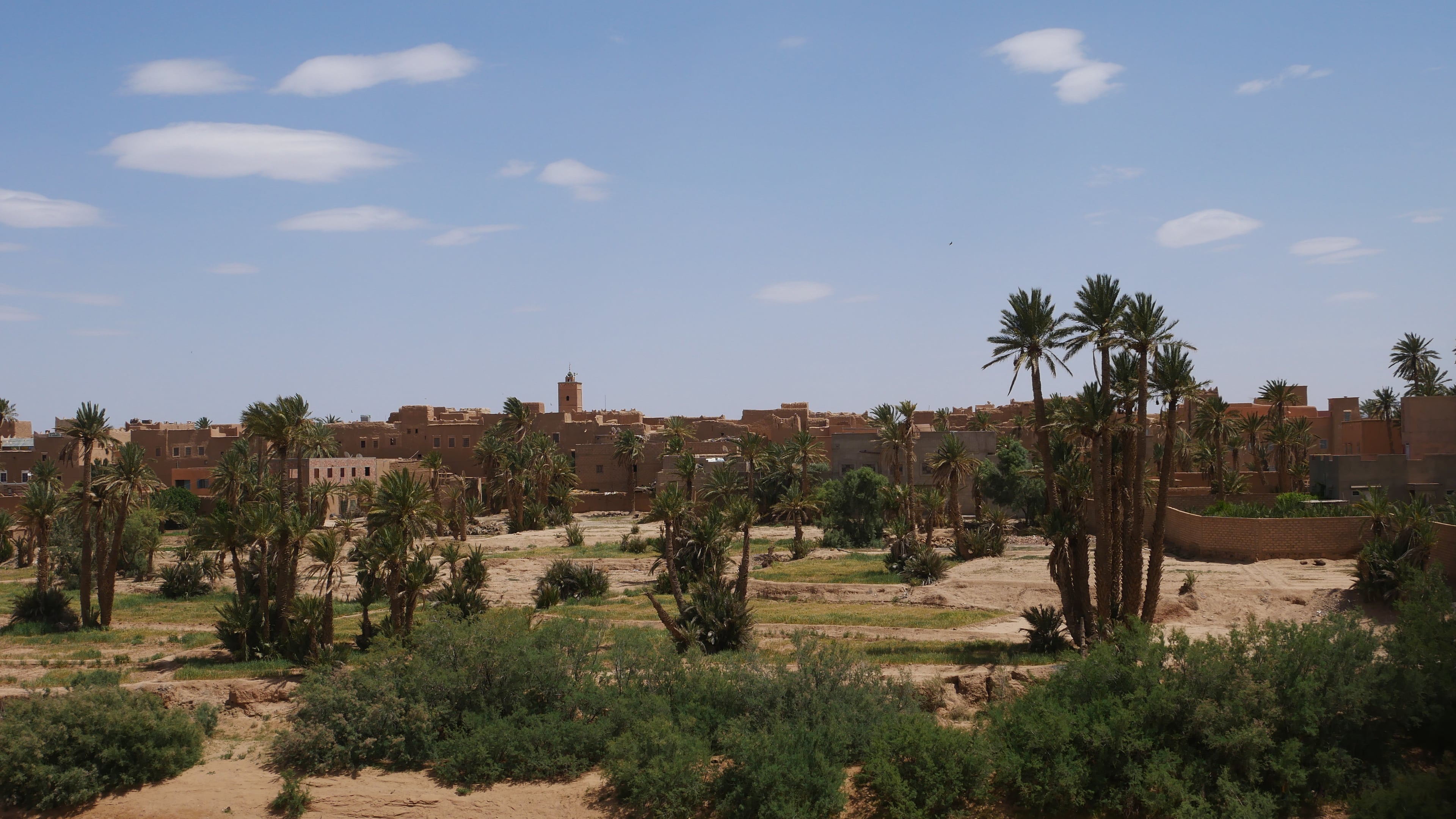 A palm grove in the Ouarzazate oasis with mud-brick buildings and a minaret rising behind the palms
